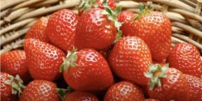 इस साल जामुन लेने के लिए रोपाई के लिए स्ट्रॉबेरी कब और कैसे लगाएं