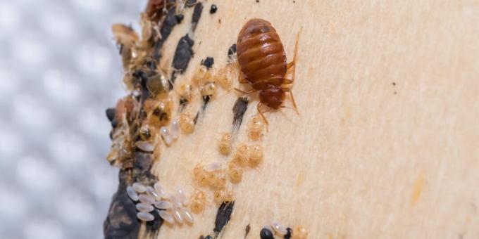 बिस्तर कीड़े से कैसे छुटकारा पाएं: एकांत स्थानों में अंडे, खाल और कीट के मलम के लिए देखें