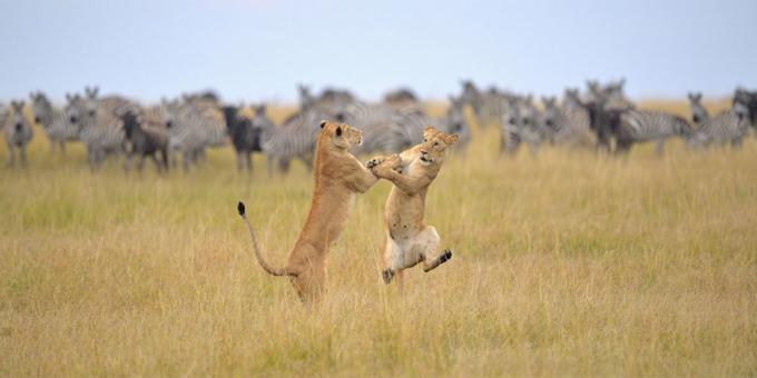 मजेदार पशु तस्वीरें - शेरनी