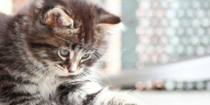 साइबेरियन बिल्ली: बिल्ली का बच्चा