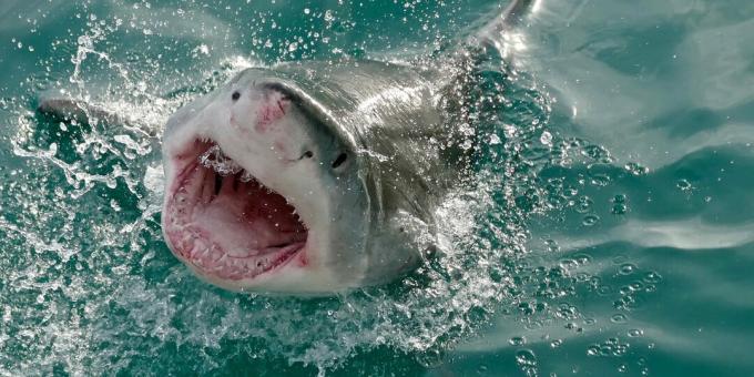 लोकप्रिय गलत धारणाएँ: शार्क गलती से इंसानों पर हमला करती हैं