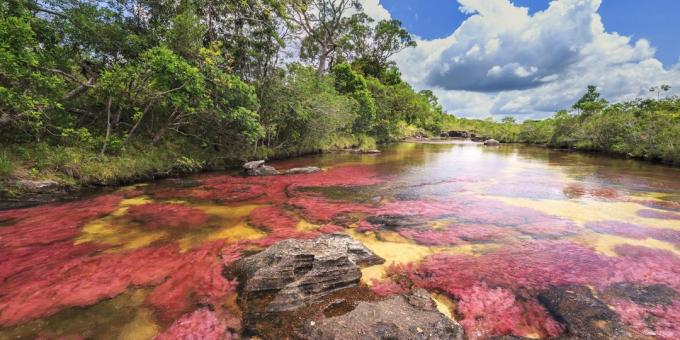 आश्चर्यजनक खूबसूरत जगह: रंगीन नदी Caño Cristales, कोलंबिया