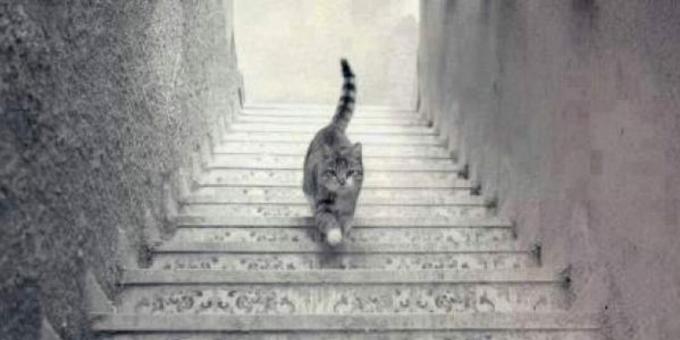 बिल्ली सीढ़ियों से चलती हुई
