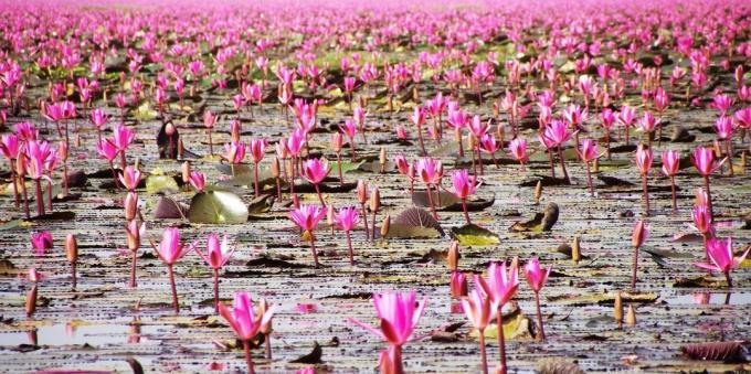 एशियाई क्षेत्र जानबूझकर पर्यटकों को आकर्षित: झील नोंग हान Kumphavapi, थाईलैंड