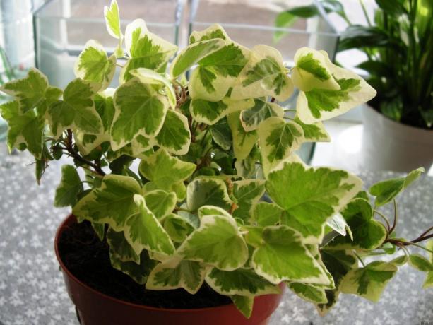 हवा शुद्धीकरण के लिए इंडोर पौधों