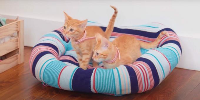 एक बिल्ली के लिए डू-इट-खुद स्वेटर बिस्तर कैसे बनाएं