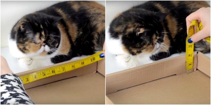 DIY बिल्ली खरोंच पोस्ट: माप लें